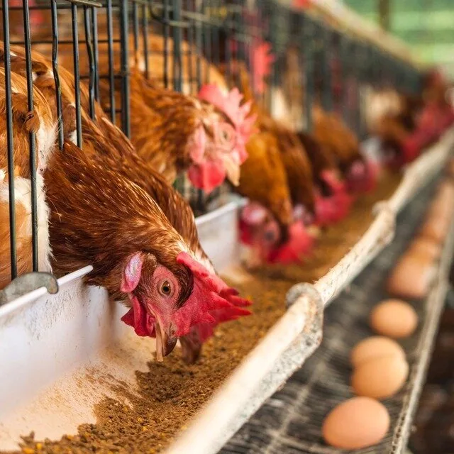 Curso gratuito de bem-estar animal na avicultura está com inscrições abertas em Dourados