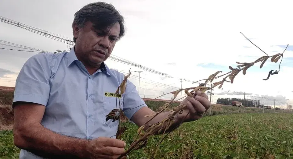 Seca histórica quebra 50% da safra de soja em Dourados; prejuízo de R$ 1,1 bi