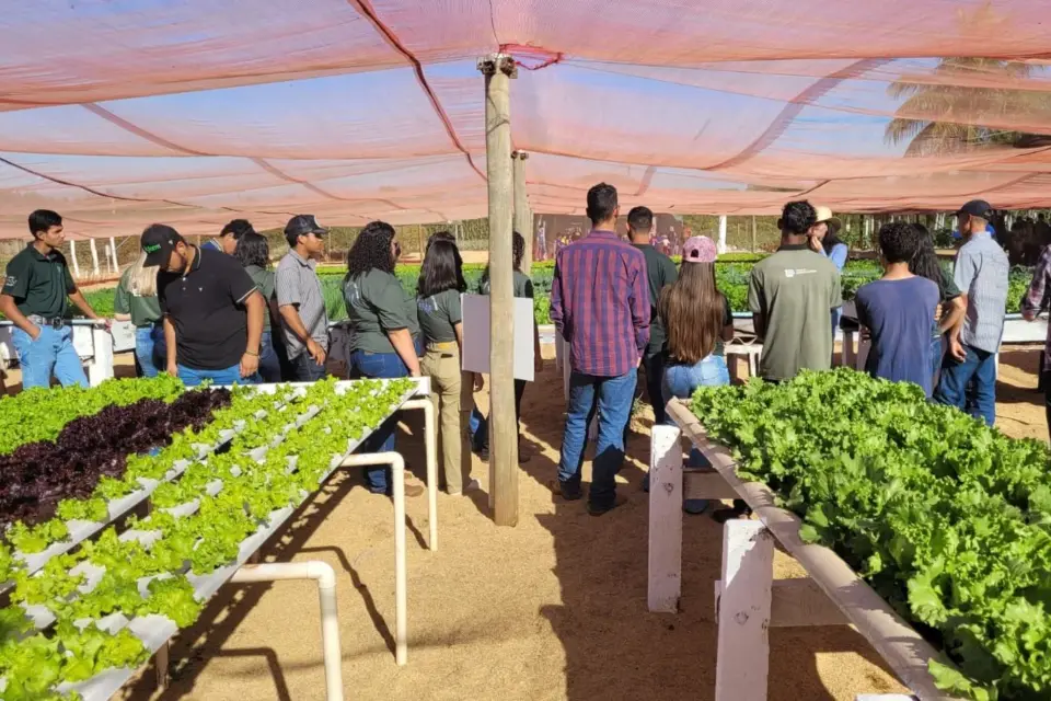 Produtores de hortaliças conhecem novas tecnologias para o setor no Dia de Campo do Senar