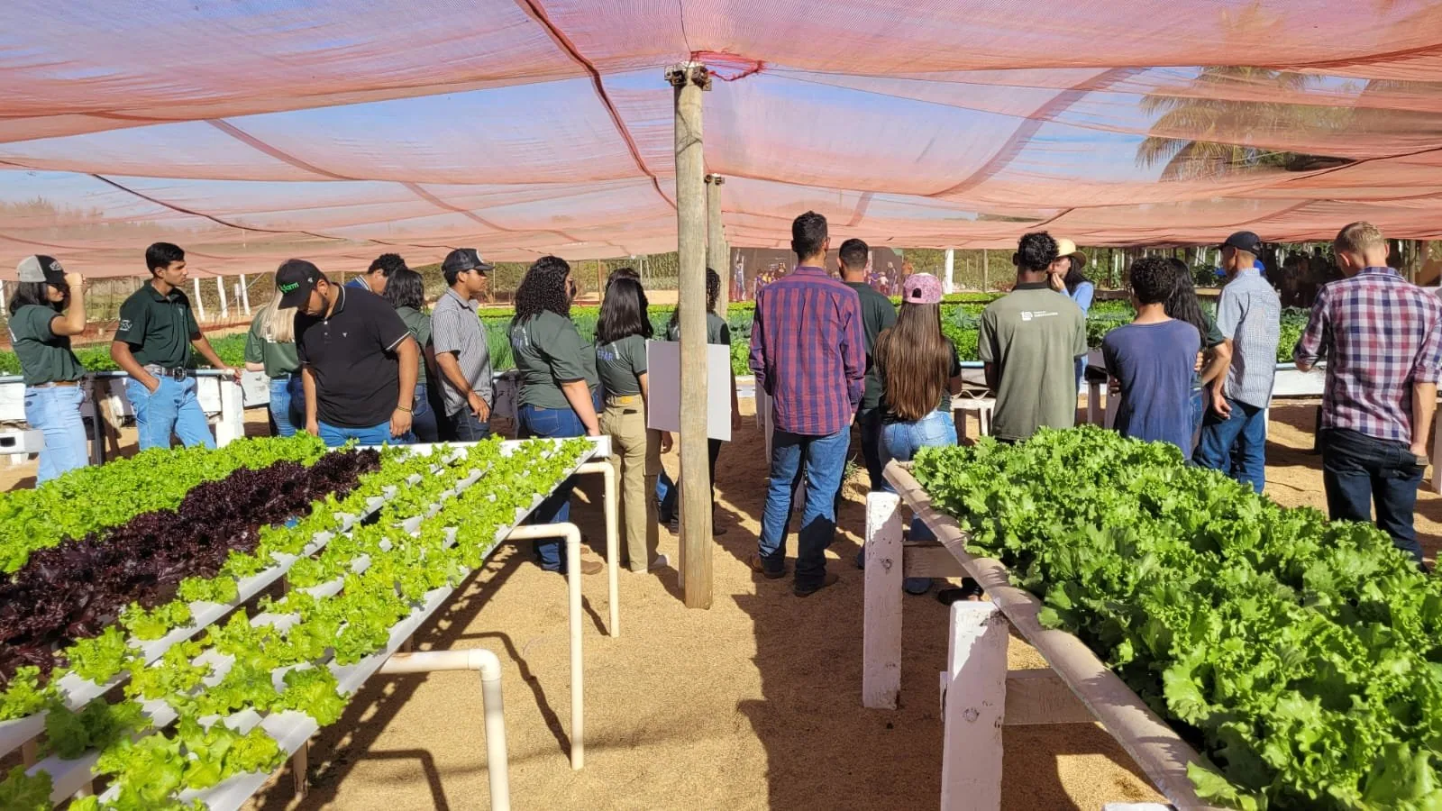 Produtores de hortaliças conhecem novas tecnologias para o setor no Dia de Campo do Senar
