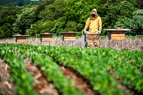 Integração entre soja e abelhas abre Simpósio da Agricultura na segunda-feira