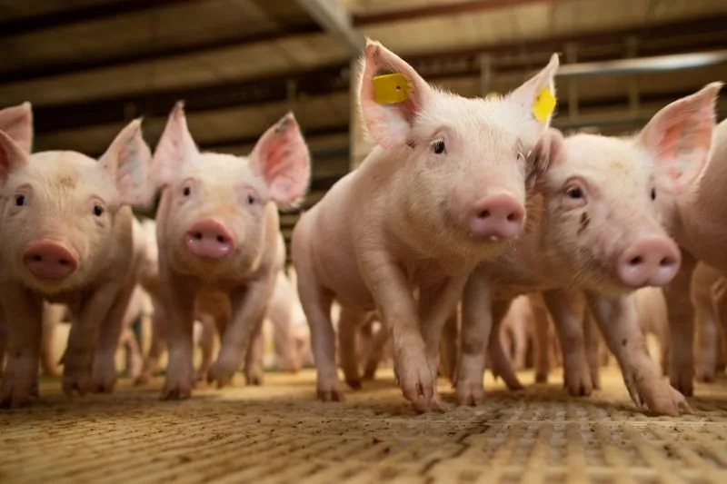 Expoagro vai sediar o maior evento da suinocultura do Centro-Oeste