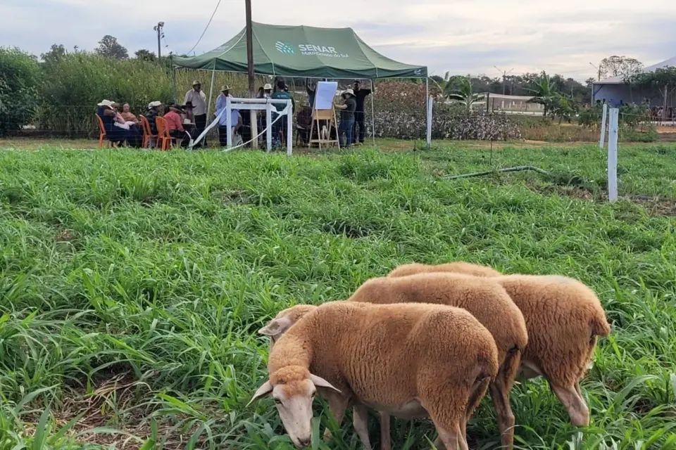 Dia de Campo apresenta projetos de horticultura e produção de ovinos integrada a de peixes em tanques