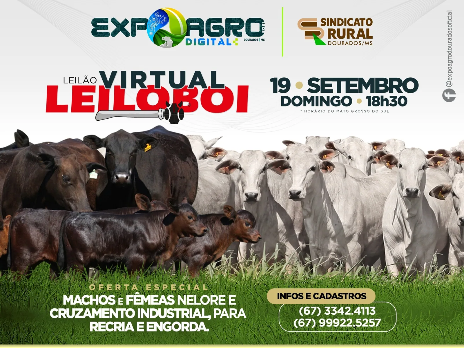 Expoagro digital terá leilão virtual