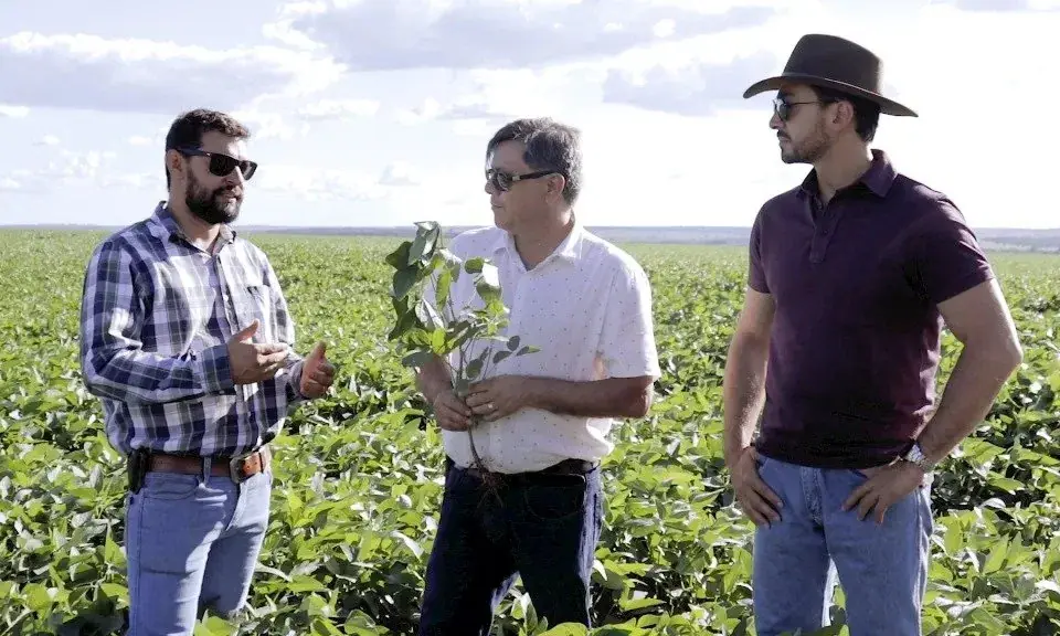 Presidente do Sindicato Rural alerta para perdas da soja provocadas por onda de calor em MS