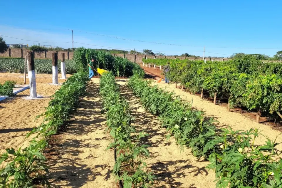 Projeto Fazendinha apresenta diversidade de cultivos na Horticultura durante a 57ª Expoagro