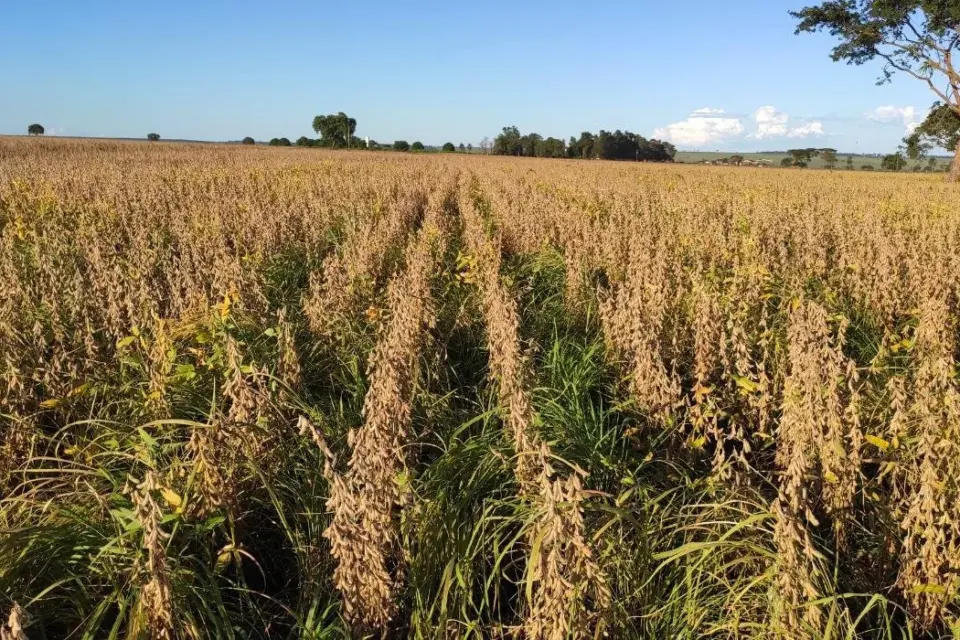 Painel Sistema Antecipasto na Expoagro: Revolucionando a Agricultura com Tecnologia Inovadora
