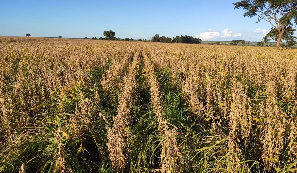 Painel Sistema Antecipasto na Expoagro: Revolucionando a Agricultura com Tecnologia Inovadora