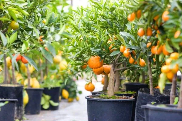 Sindicato Rural abre inscrições para curso gratuito de cultivo de frutíferas em vaso
