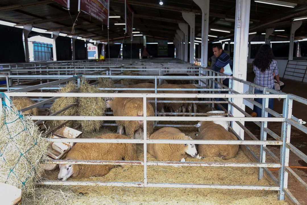 UFGD leva tendências, oportunidades e os desafios da ovinocultura para a 56ª Expoagro