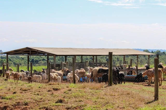 Embrapa participa da Expoagro com destaque aos sistemas de produção agropecuária