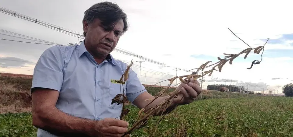 Chuva atrasa colheita da soja e compromete plantio da safrinha, diz Angelo Ximenes