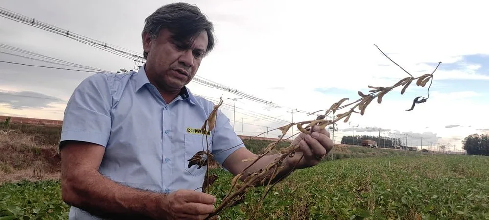 Chuva atrasa colheita da soja e compromete plantio da safrinha, diz Angelo Ximenes