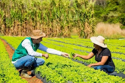 Curso gratuito de boas práticas agrícolas na horticultura inicia dia 16 em Dourados