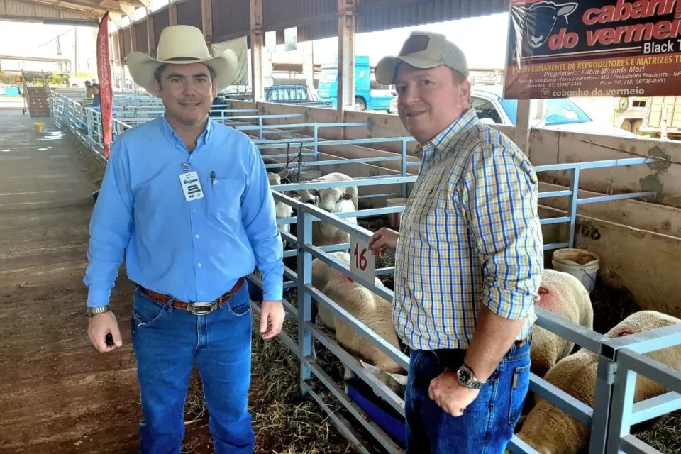 Criação de ovelhas diversifica atividade agropecuária em MS
