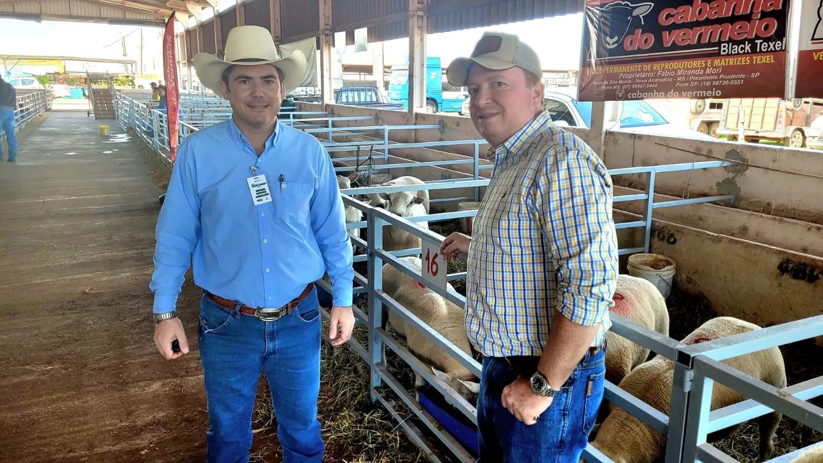 Criação de ovelhas diversifica atividade agropecuária em MS